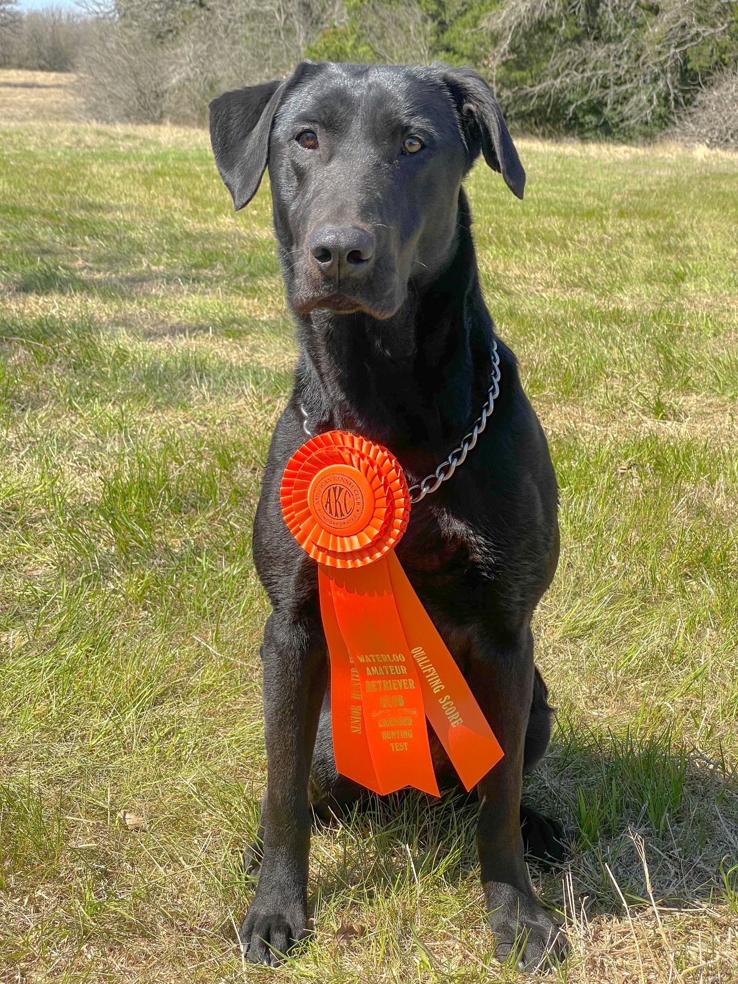 Callback’s Texas Duck Gal JH | Black Labrador Retriver