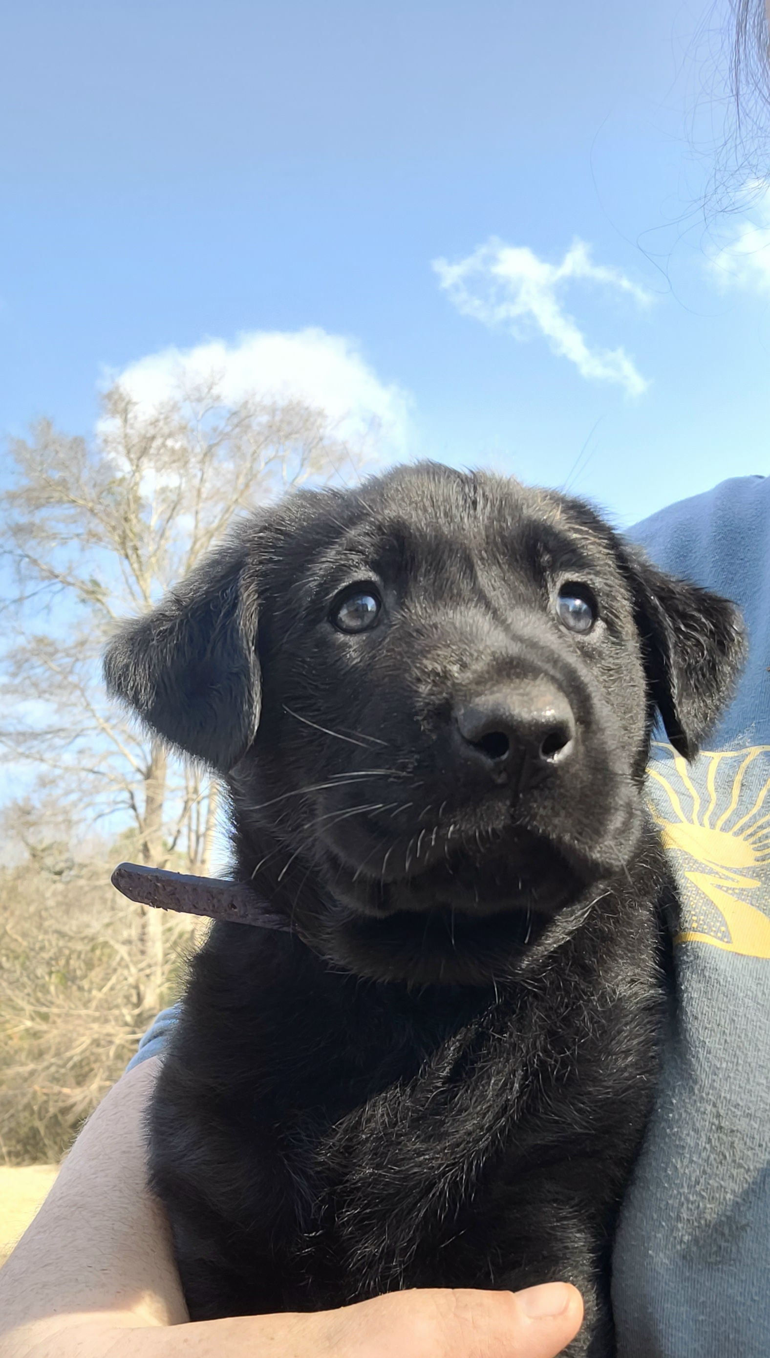 Folklore's Coffee And Contemplation | Black Labrador Retriver