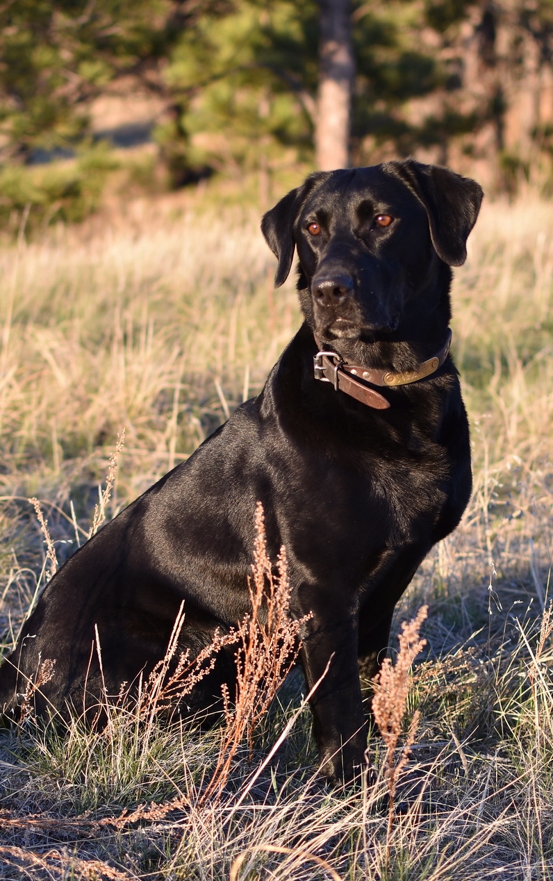 June's Centennial Dotter | Black Labrador Retriver