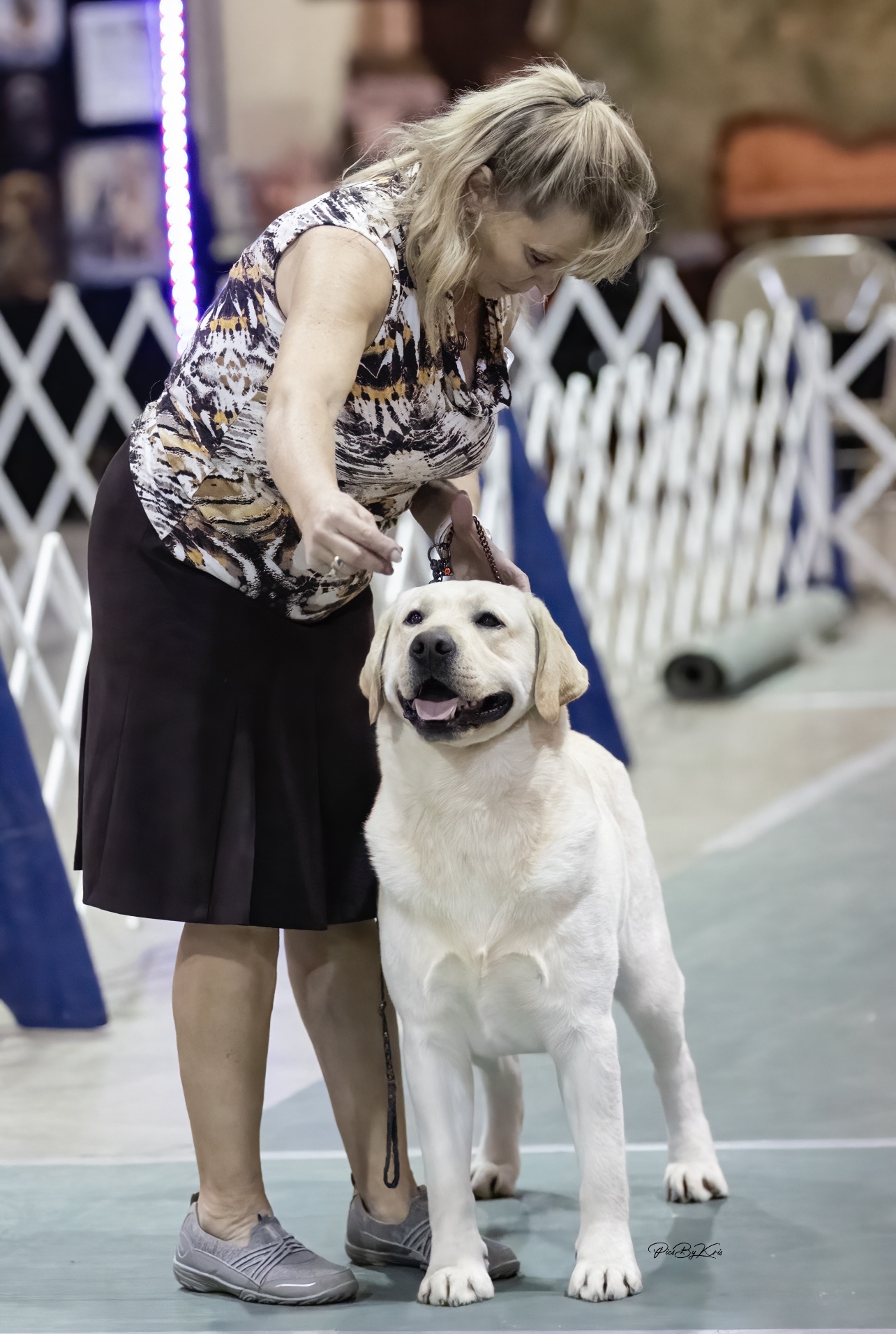 Castlerigg of Kerrybrook JH | Yellow Labrador Retriver