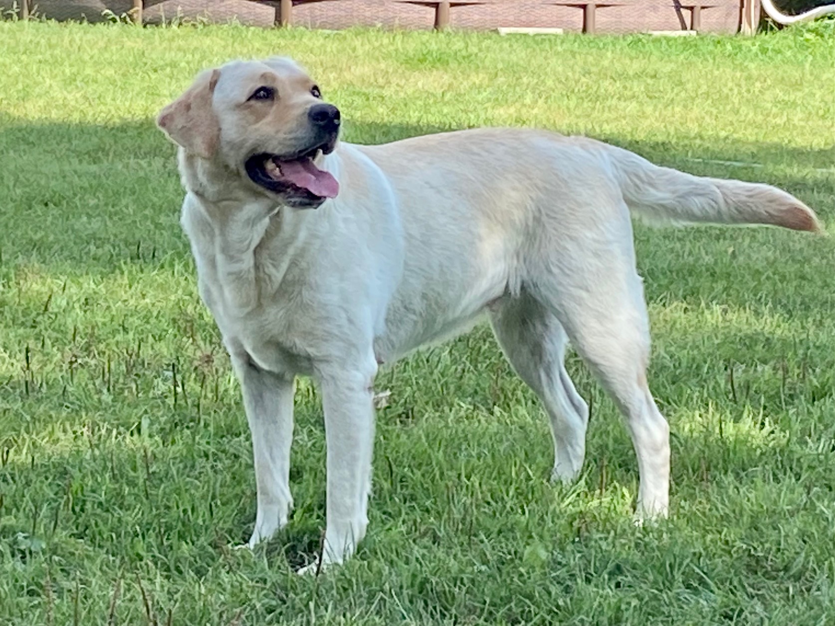 Heirloom's Favorite Flower | Yellow Labrador Retriver