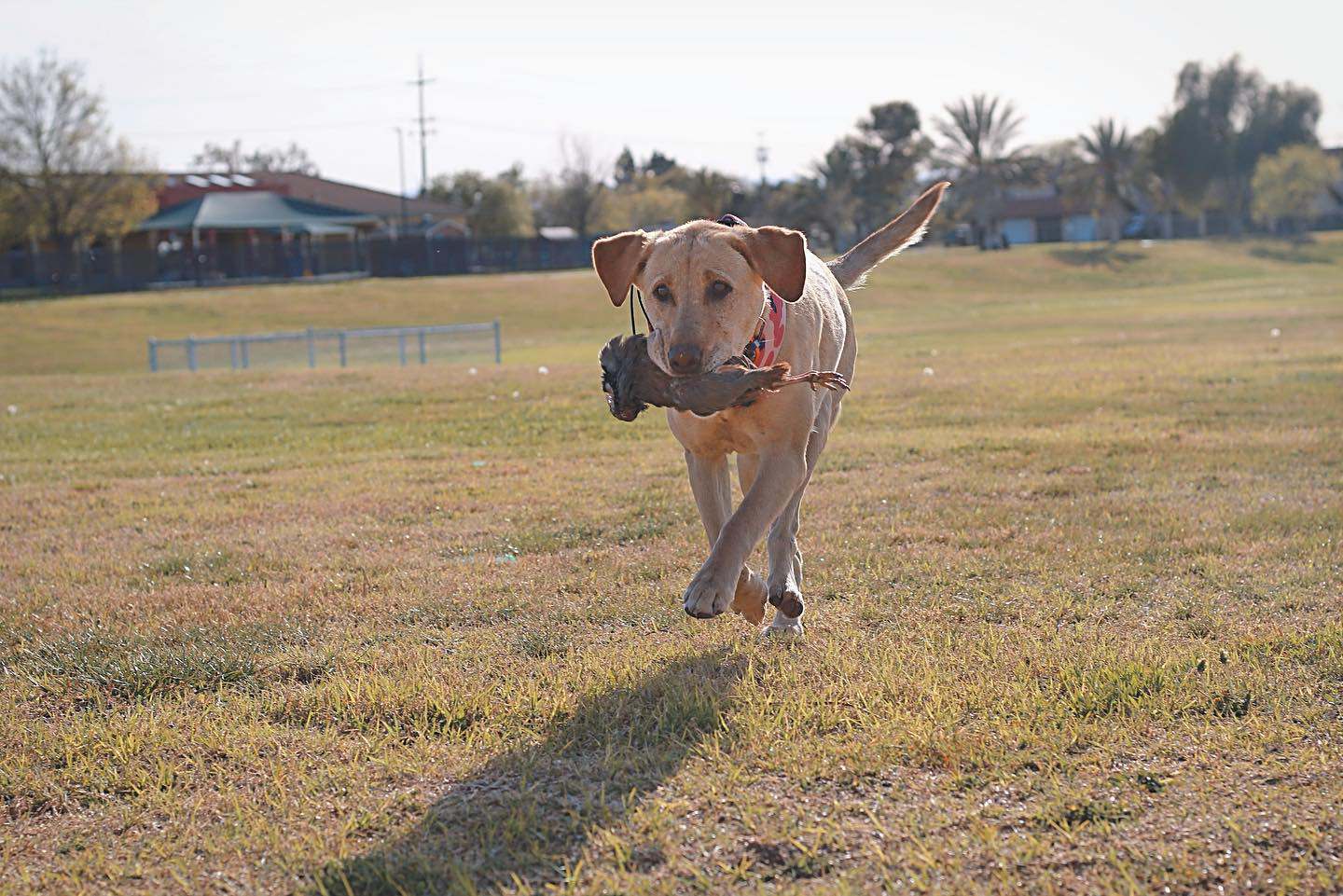 SHR DBK Ivy Getting Birds | Yellow Labrador Retriver