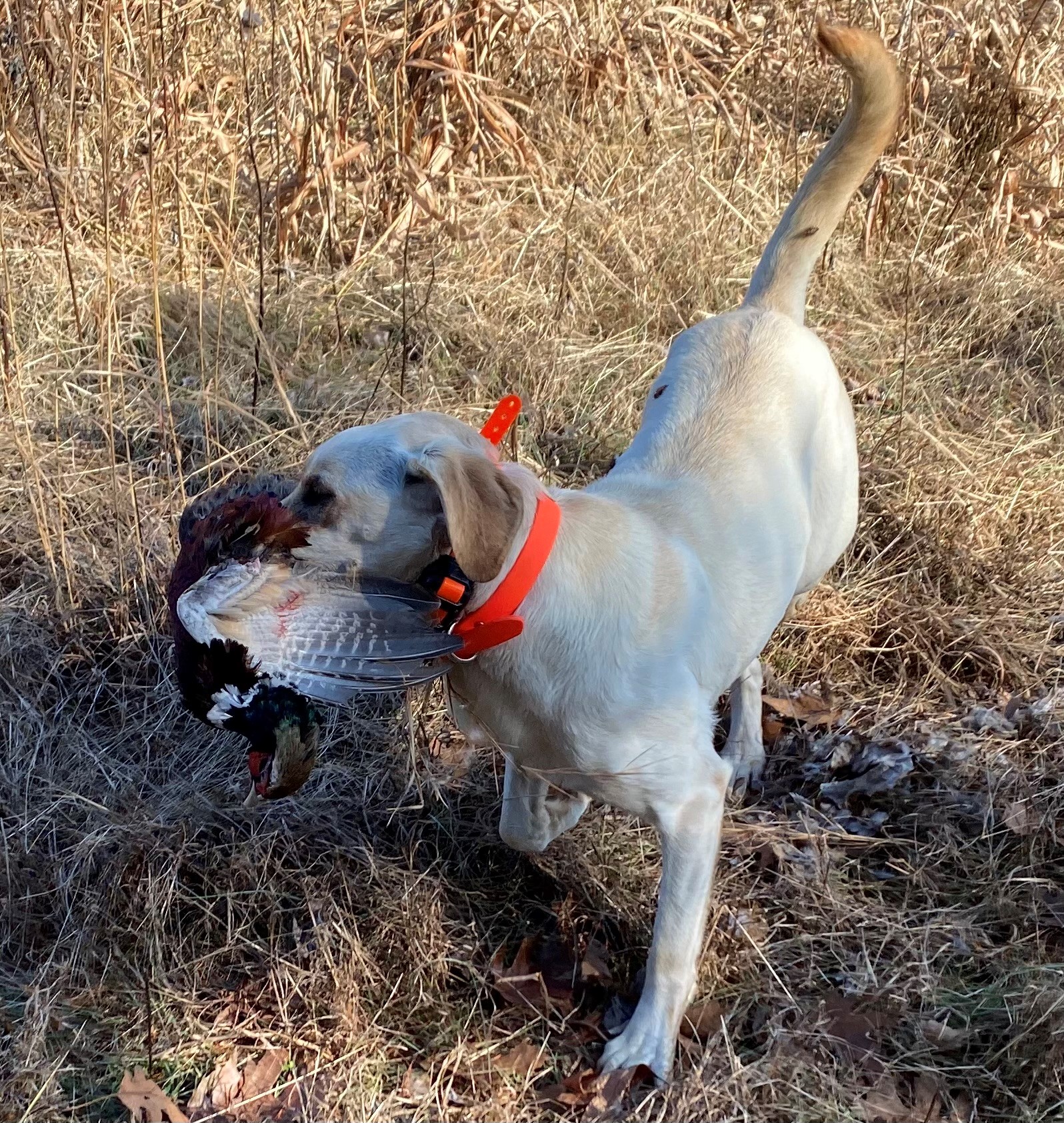 BOHK The Third Viking Huntress | Yellow Labrador Retriver