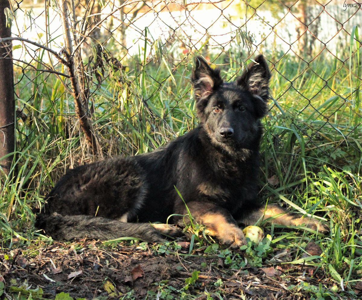 Bazuka s Tihoy Zastavy | German Shepherd Dog 