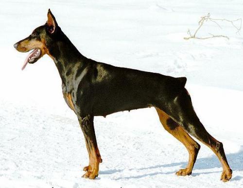 Hera v.d. Ritterburg | Black Doberman Pinscher