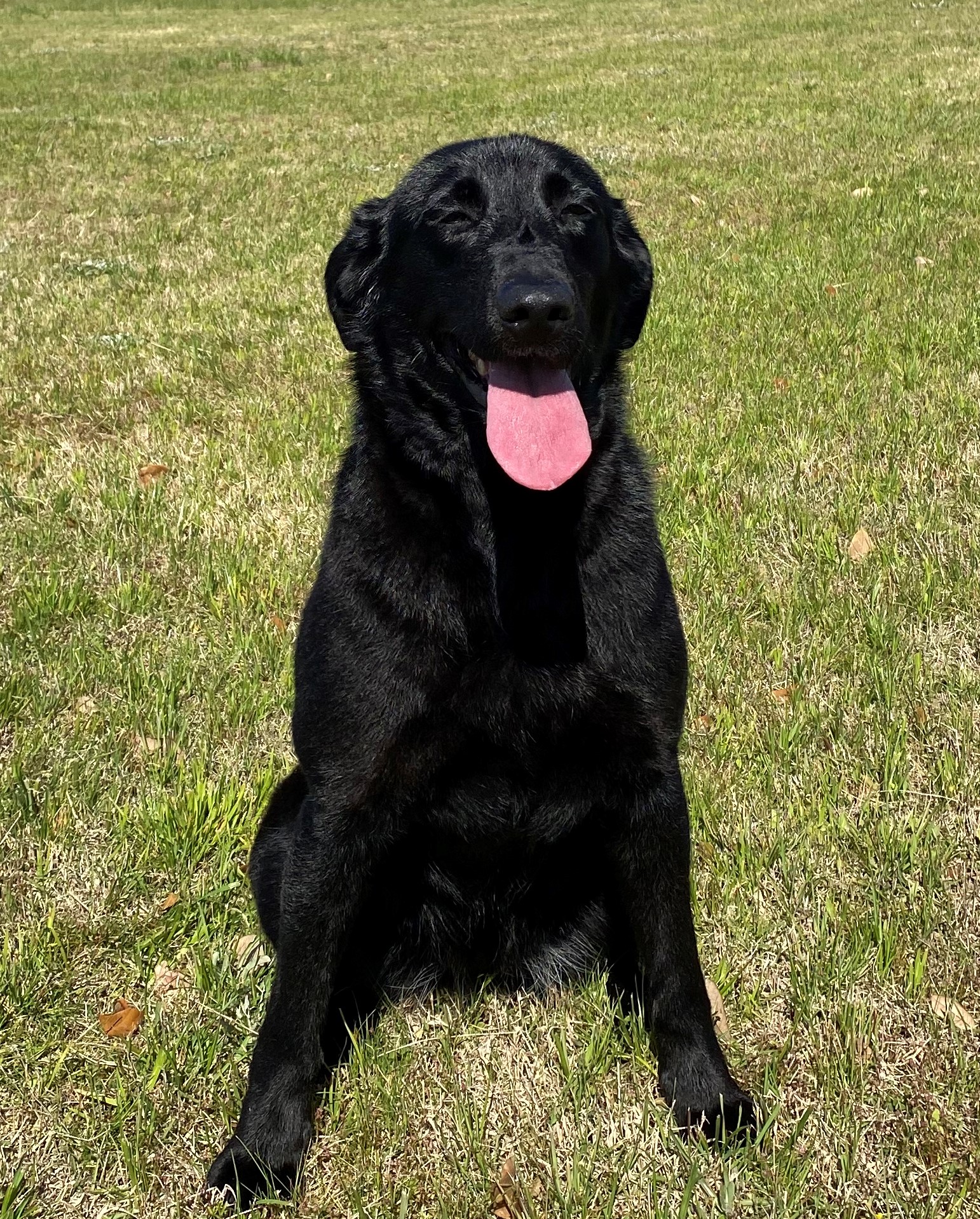 Grady's Ms Bella Mac | Black Labrador Retriver