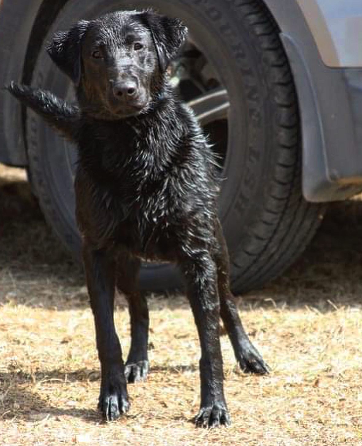Isenmann’s Three Lakes Labradors Bet On Black CGC | Black Labrador Retriver
