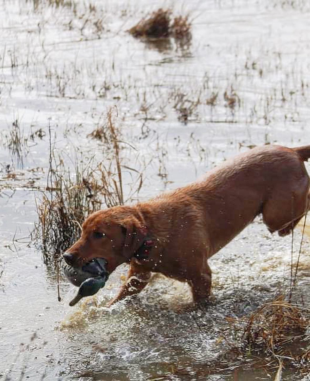 Three Lakes Labradors The Island Waters Run Red CGC | Yellow Labrador Retriver