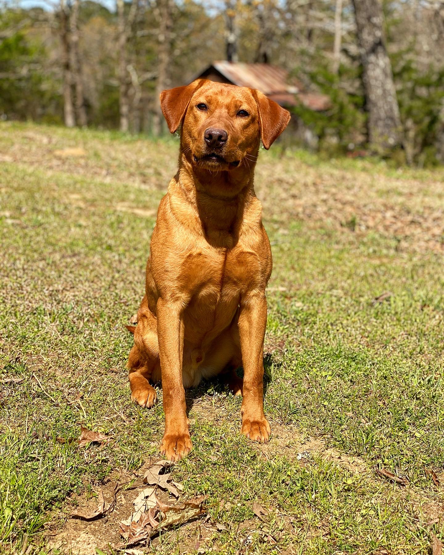 Three Lakes Labradors The Island Waters Run Red CGC | Yellow Labrador Retriver