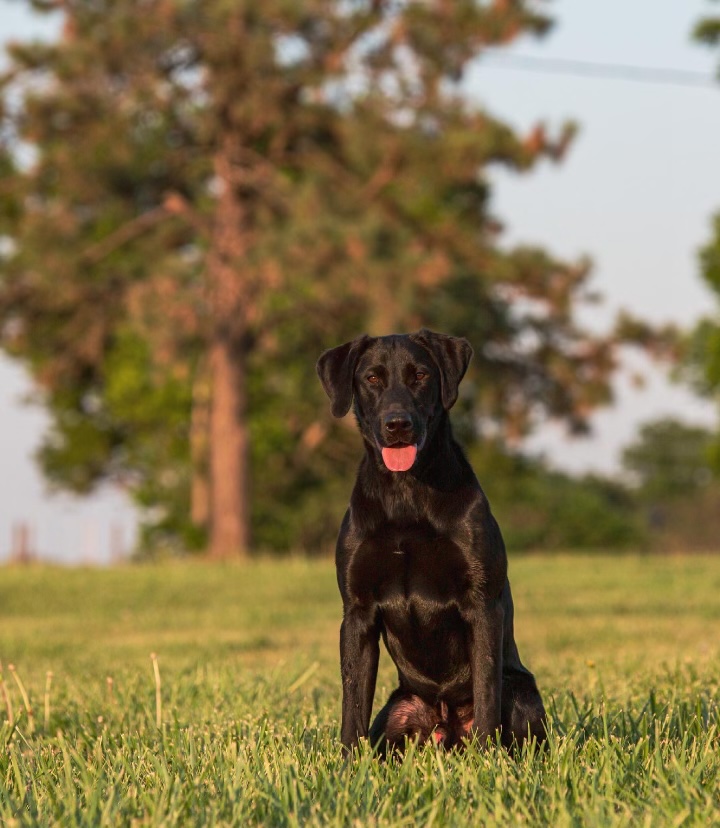 Carolina Busch Light Year | Black Labrador Retriver