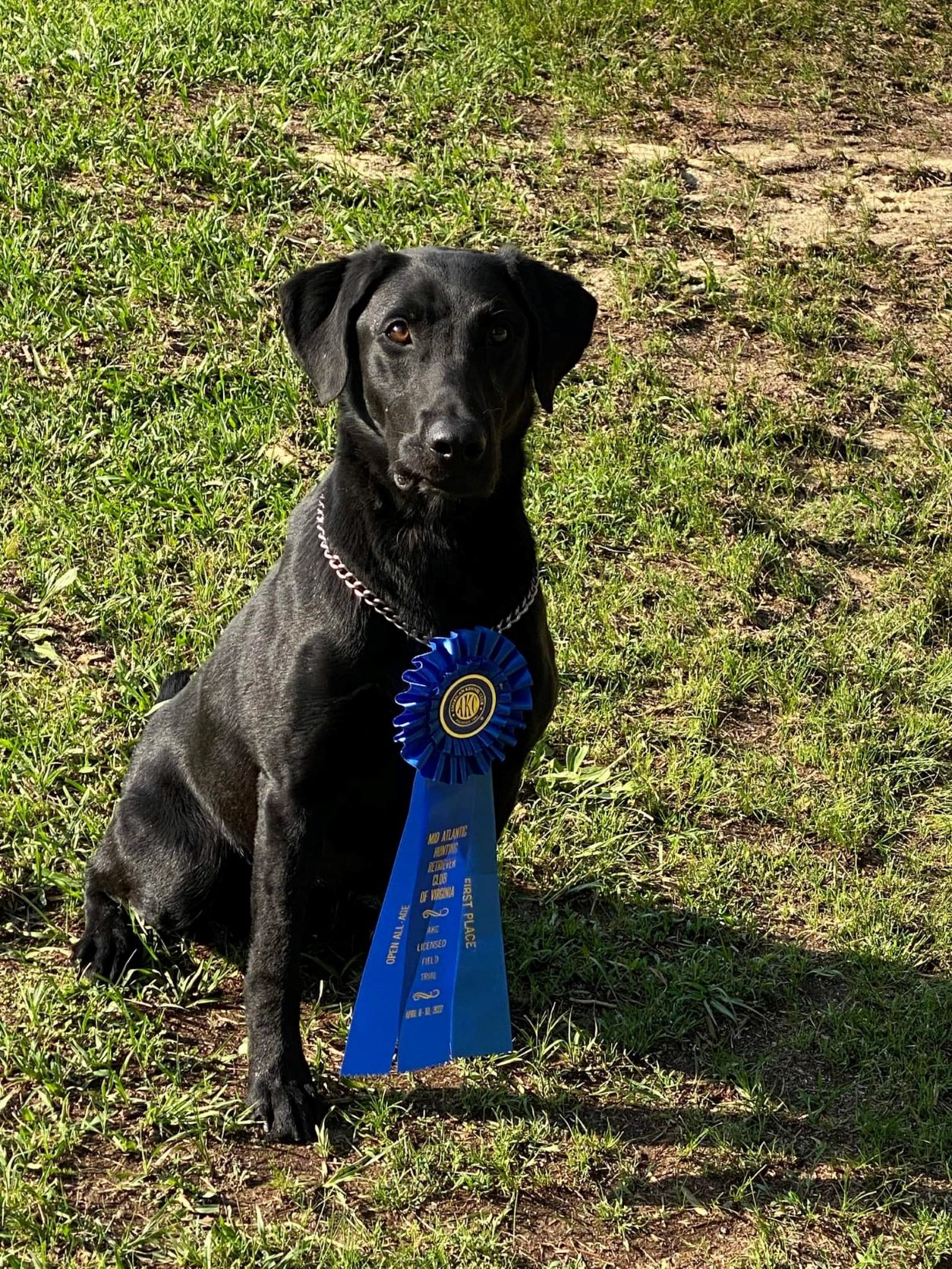 Bayou Teche Commerce Comet QAA | Black Labrador Retriver