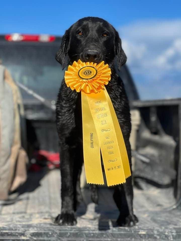 Blacks Fork You Picked A Fine Time MH | Black Labrador Retriver