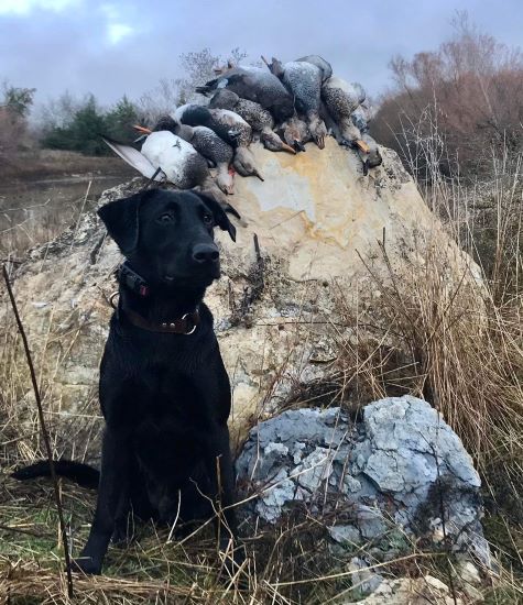 Mayday's Got Your Six | Black Labrador Retriver