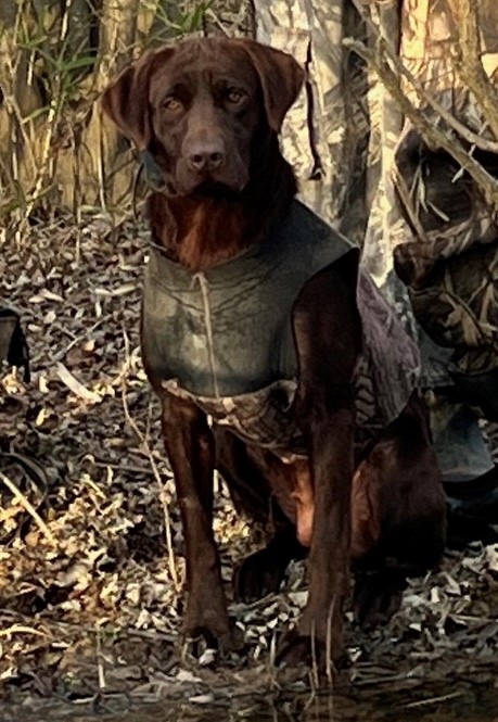 Clear Creek's Cajun Dakota | Chocolate Labrador Retriver