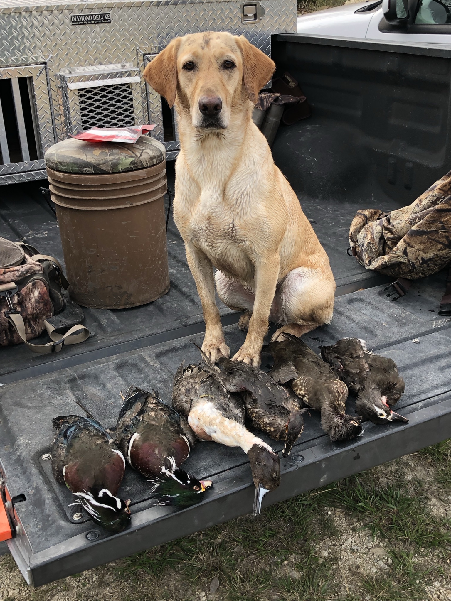 HRCH Daddles Thanksgiving Day Special SH | Yellow Labrador Retriver