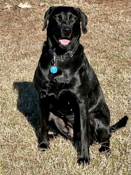 Bragg Ranch's Skadi Goddess Of The Hunt | Black Labrador Retriver