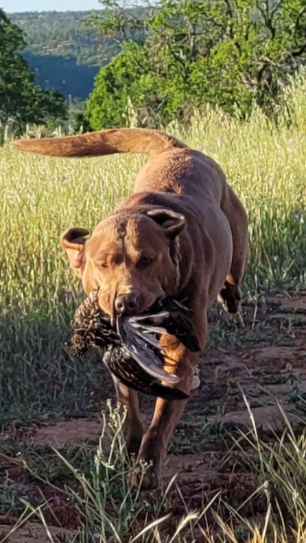 Brazils Elite Dakota | Chocolate Labrador Retriver