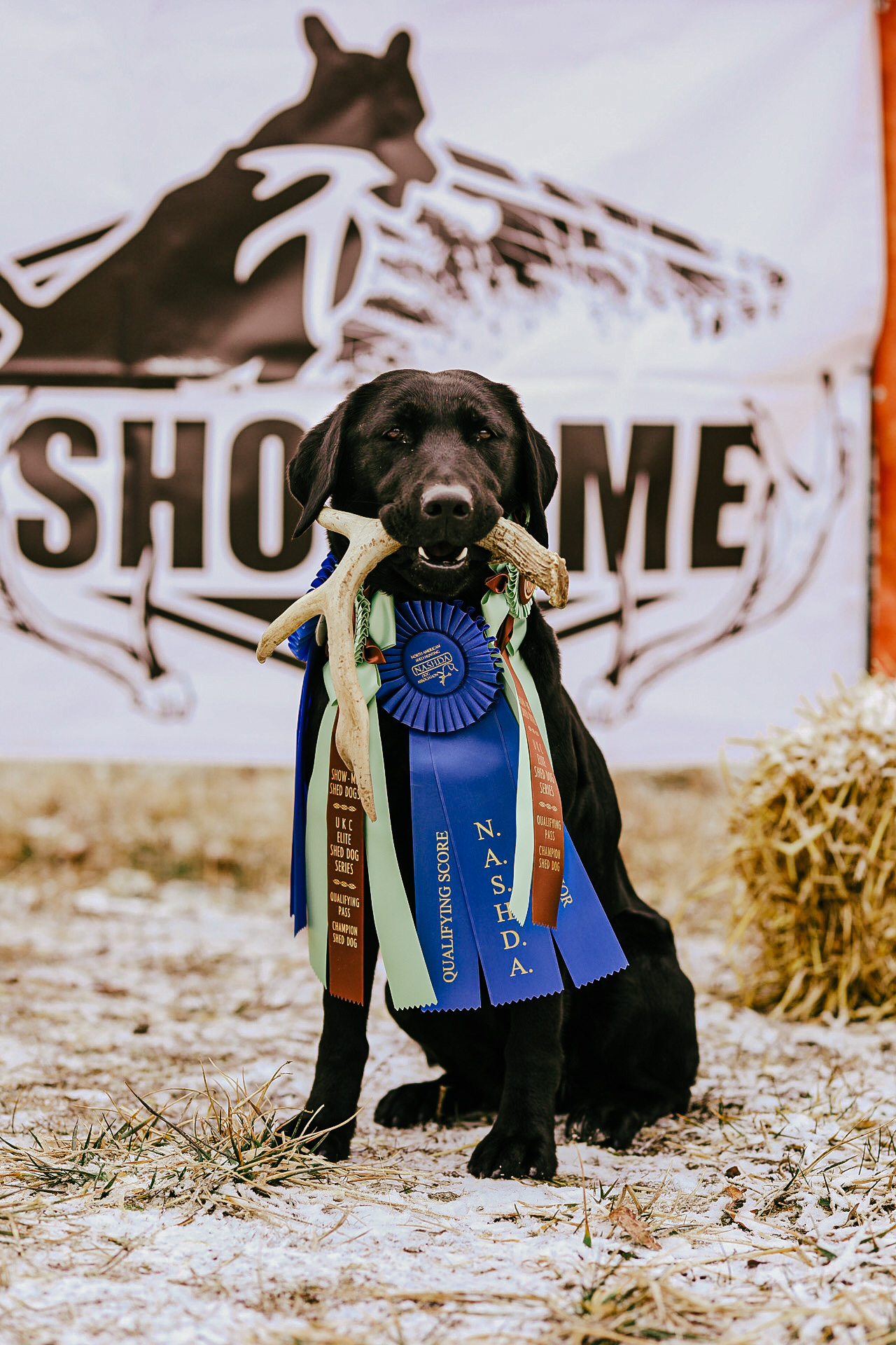 GRCHSD Richland Creeks Turn N Burn Mila | Black Labrador Retriver