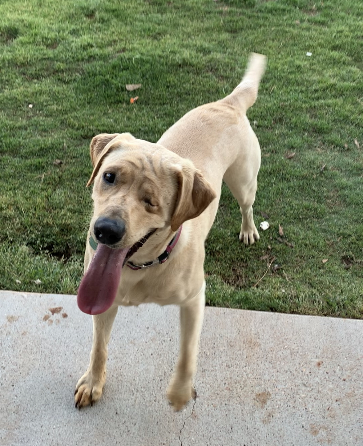 Harley Grace Sawyers | Yellow Labrador Retriver