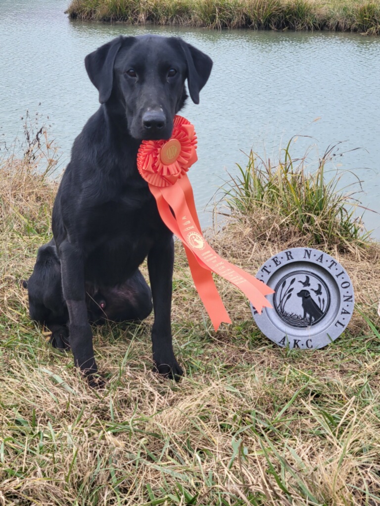 Ringtail's Head Hunter NMH | Black Labrador Retriver