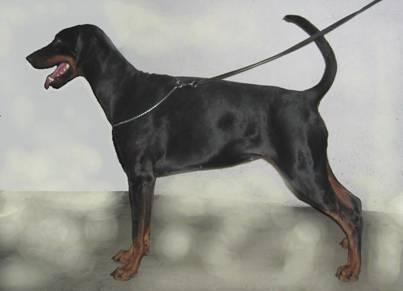 Gravin Diva Divine v. Kamaika | Black Doberman Pinscher