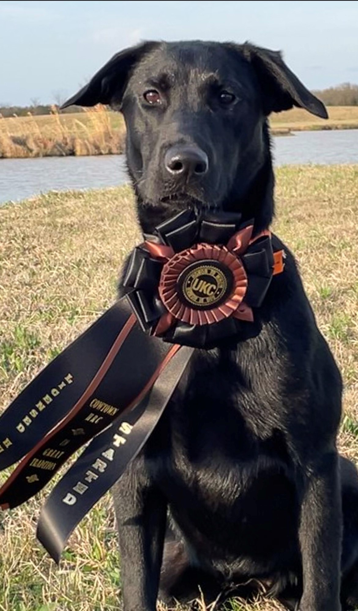 SHR D And R's Vega's Shooting Starr JH | Black Labrador Retriver