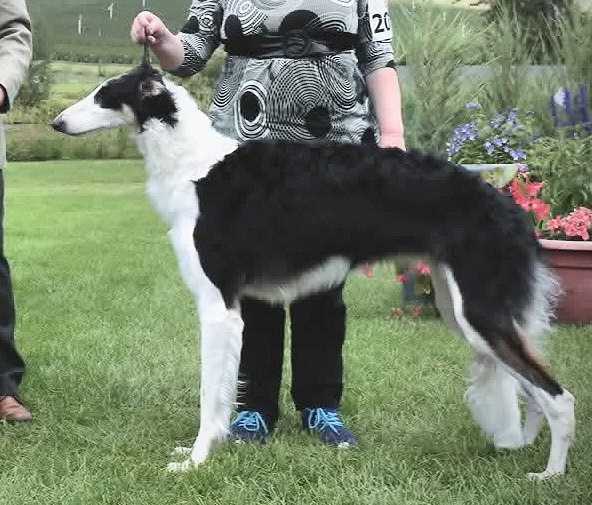 Laureate The Colour of Magic | Borzoi 