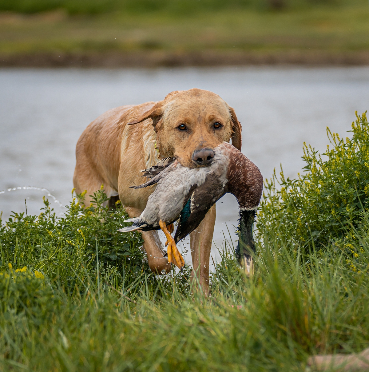 The Original Bruce Almighty | Yellow Labrador Retriver