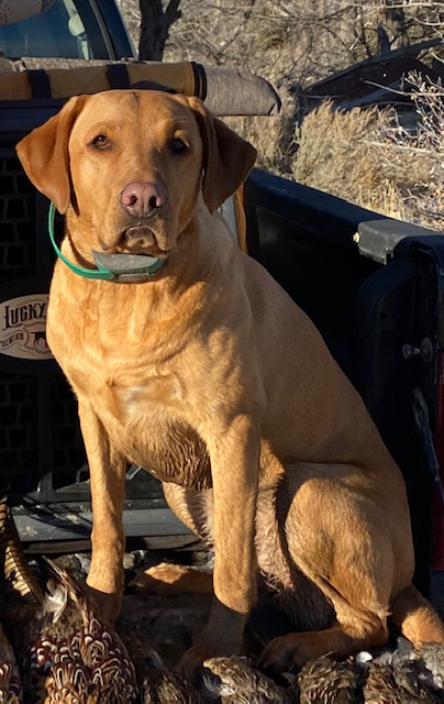 The Big Booty Sailor | Yellow Labrador Retriver