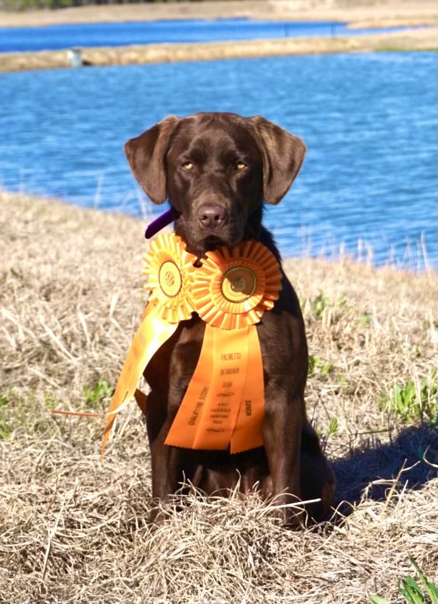 Rocky River's Singin Supernova SH | Chocolate Labrador Retriver