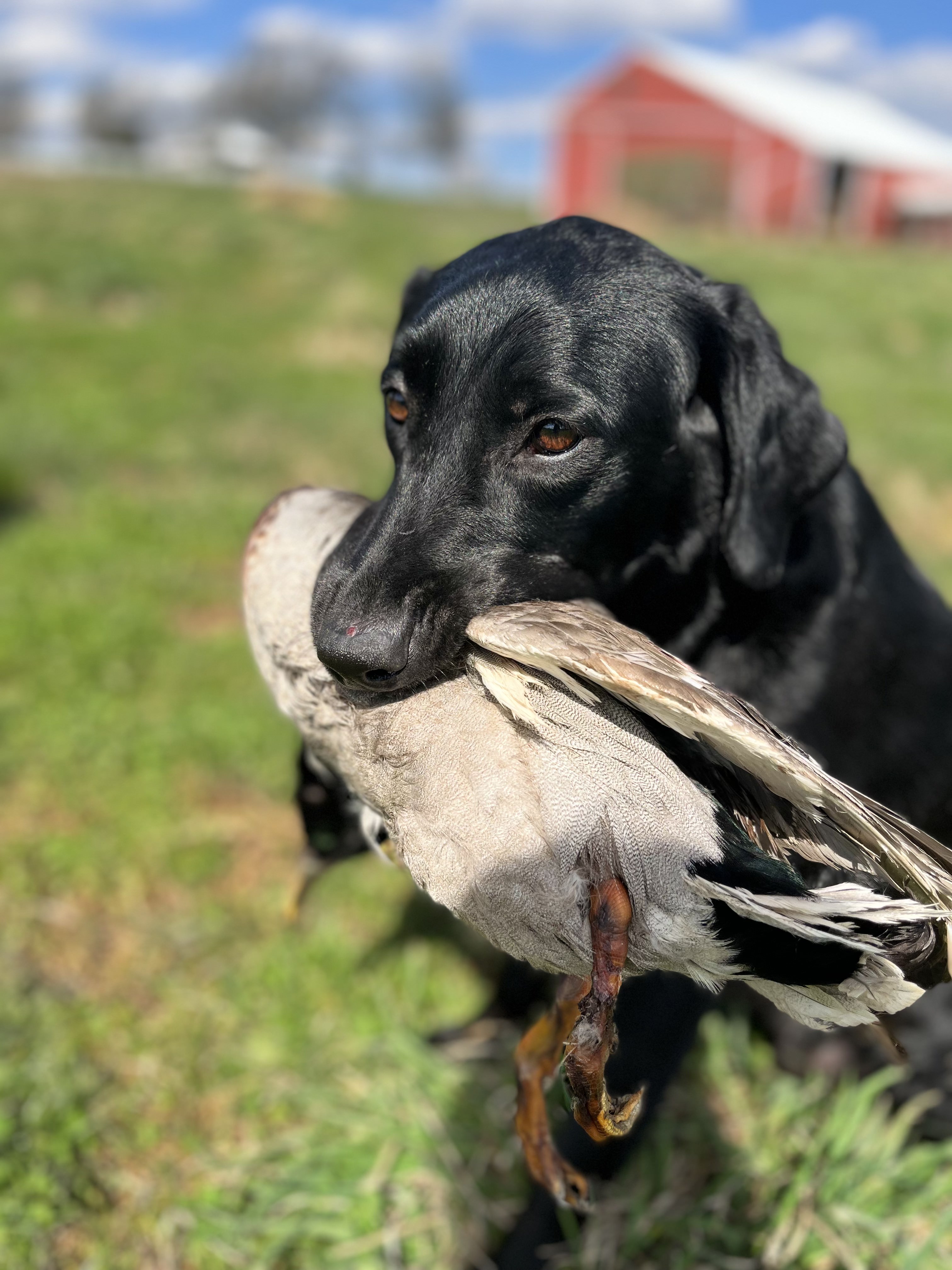 Gizmo's Southern Scout QAA | Black Labrador Retriver