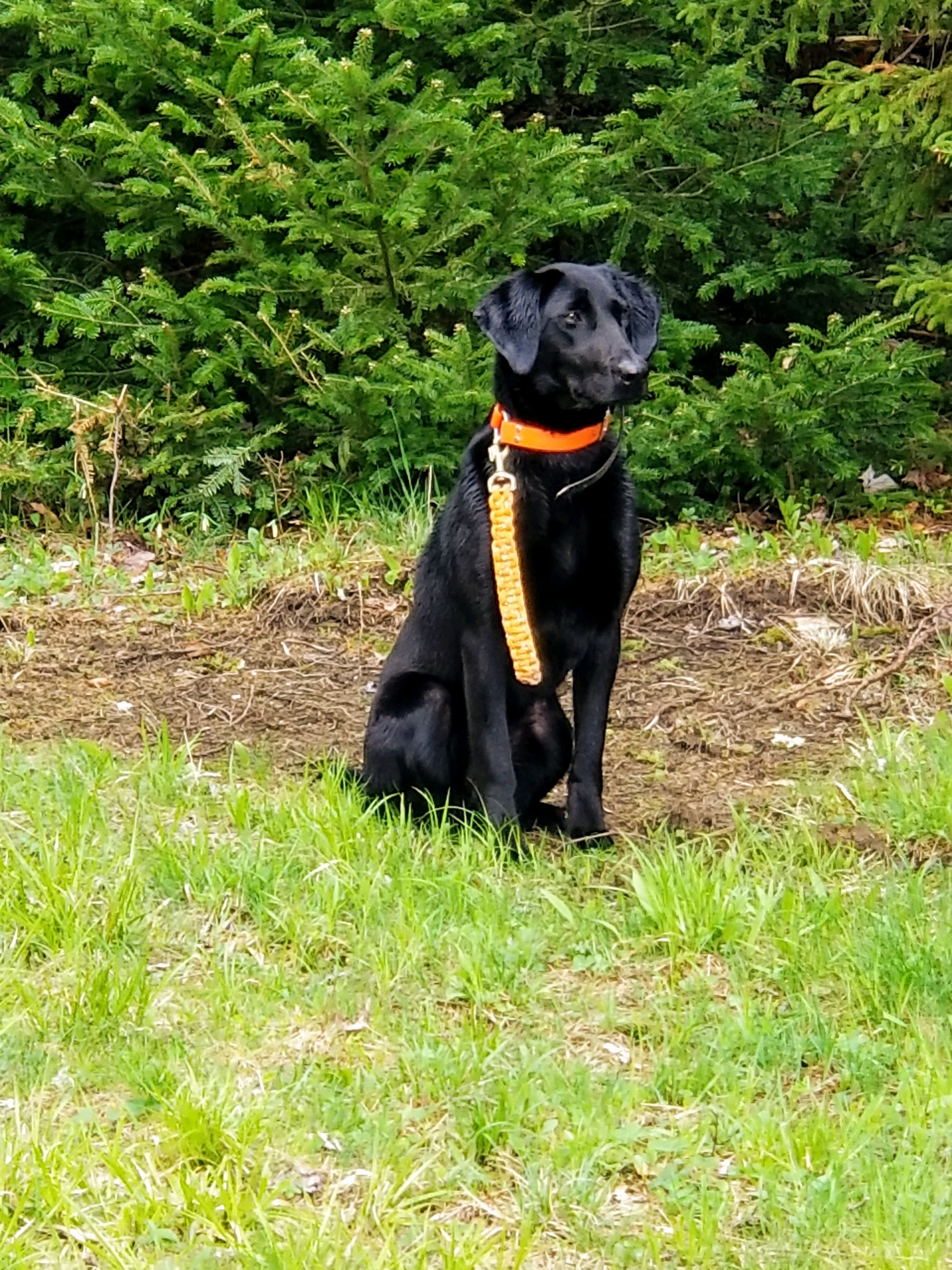 D'usse Fitz JH | Black Labrador Retriver