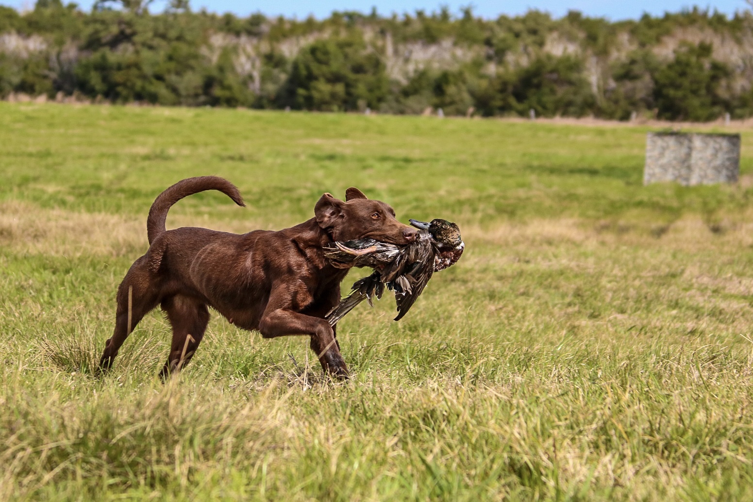 HR Feather Chase's Rattlinridge | Chocolate Labrador Retriver