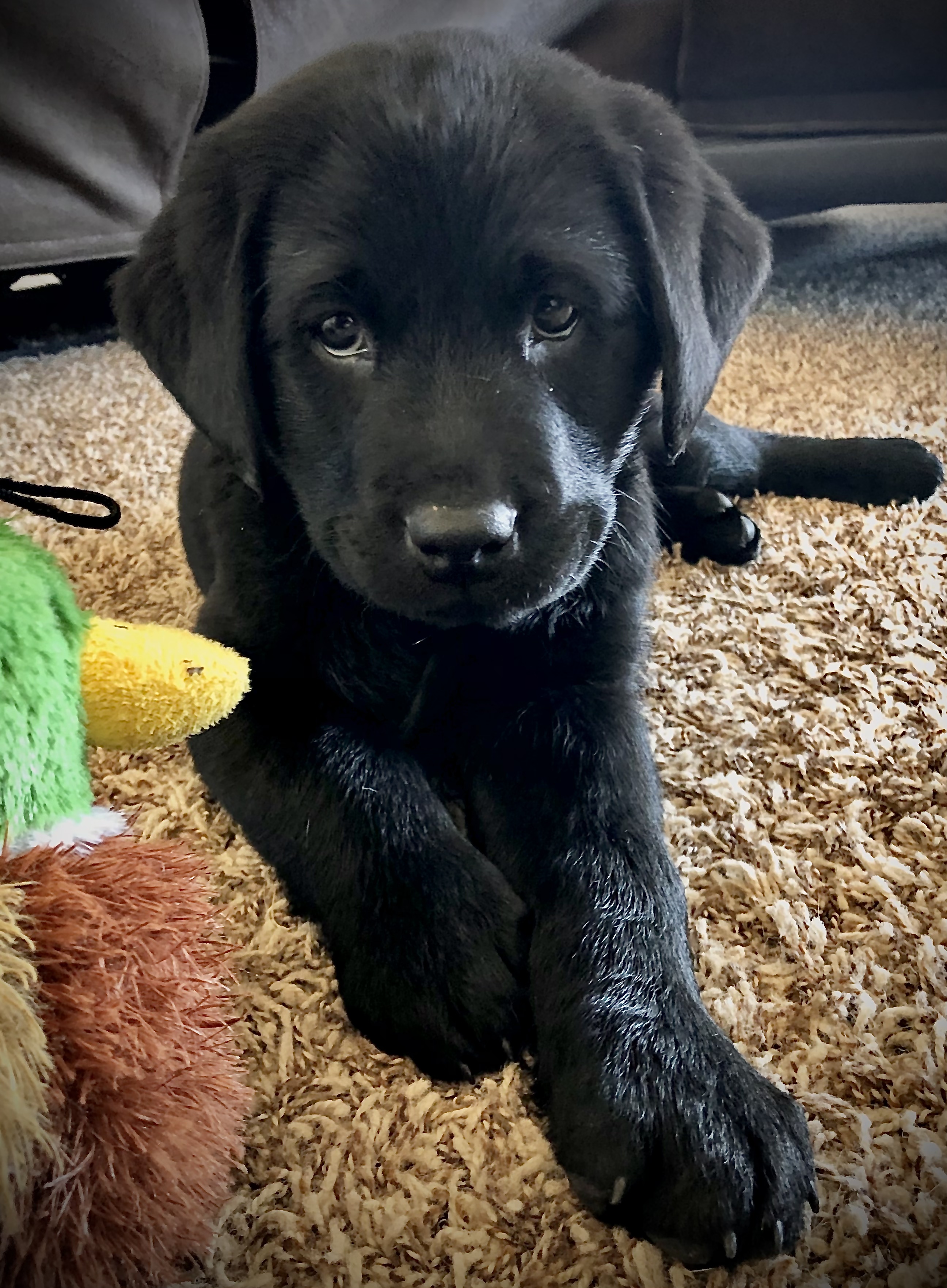 Jack Creek’s Secret Agent Man Of Kolfyre | Black Labrador Retriver