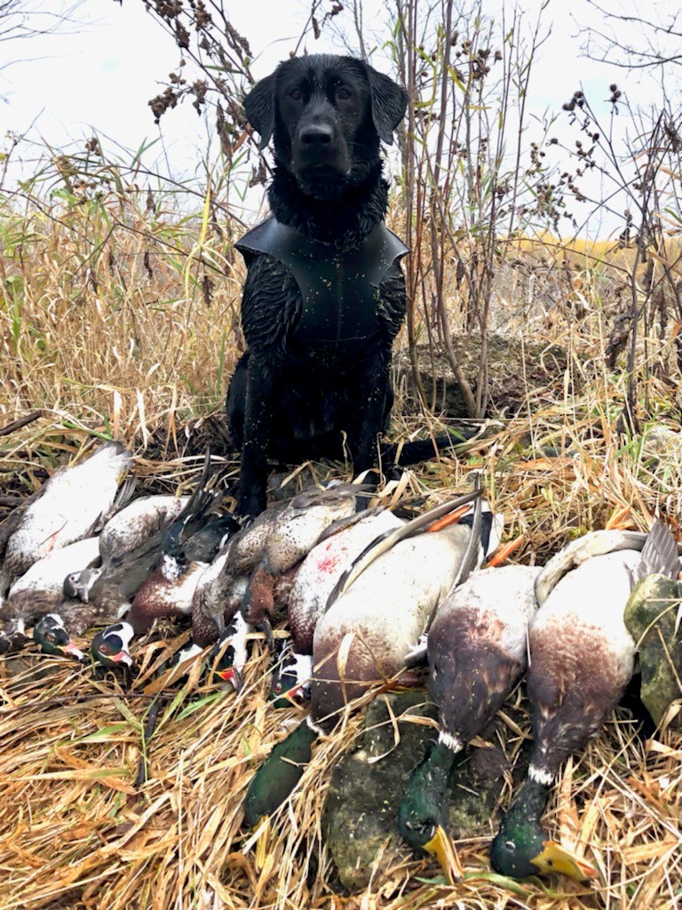 HR UH Md Acres Quoth The Raven | Black Labrador Retriver