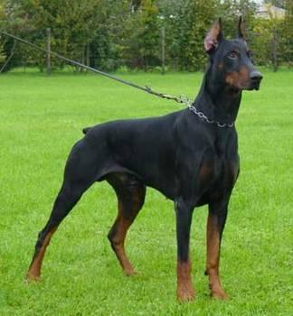 Chico v. Haus Astegg | Black Doberman Pinscher