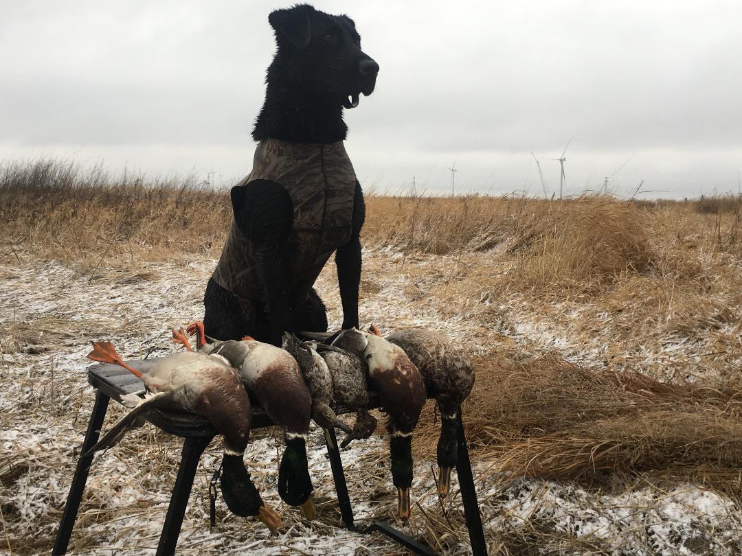 Norse Take A Lucky Spin | Black Labrador Retriver