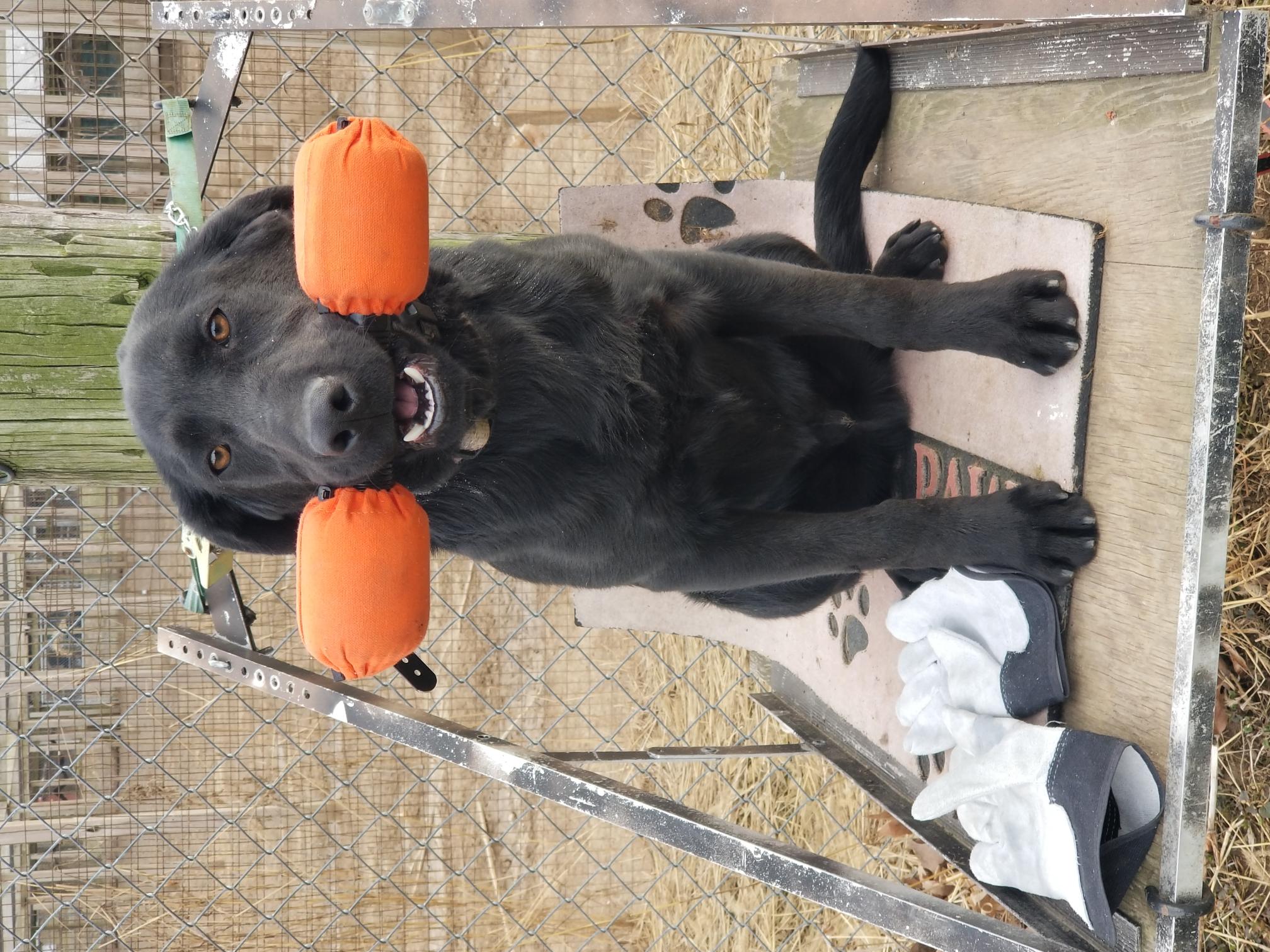 New York Gun Dogs " Chopper" | Black Labrador Retriver