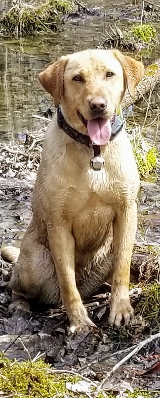 PHEASANT ROW Little Miss Maggie JH | Yellow Labrador Retriver