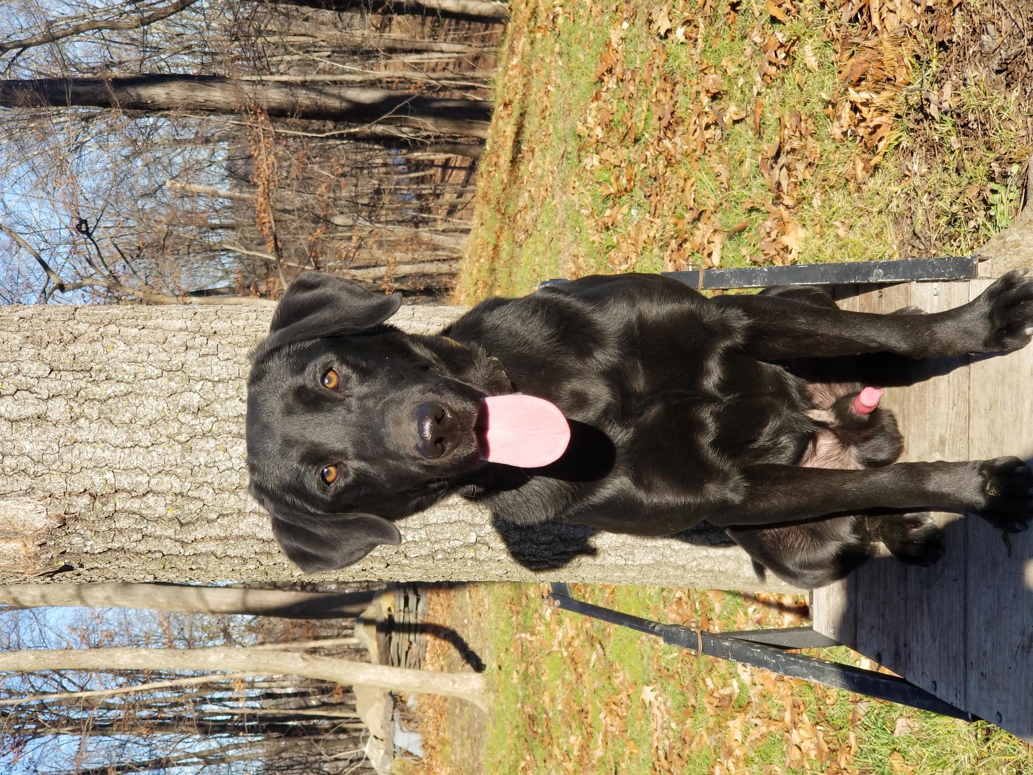 New York Gun Dogs Boomer | Black Labrador Retriver