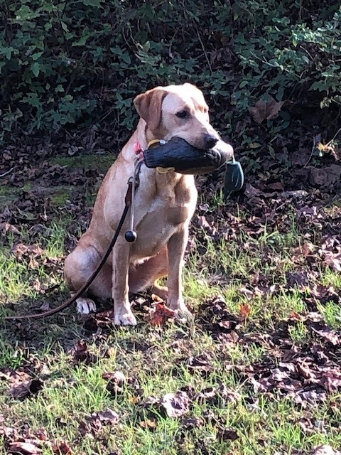 SHR Mississippi Riverboat Gambling Diva DS | Yellow Labrador Retriver