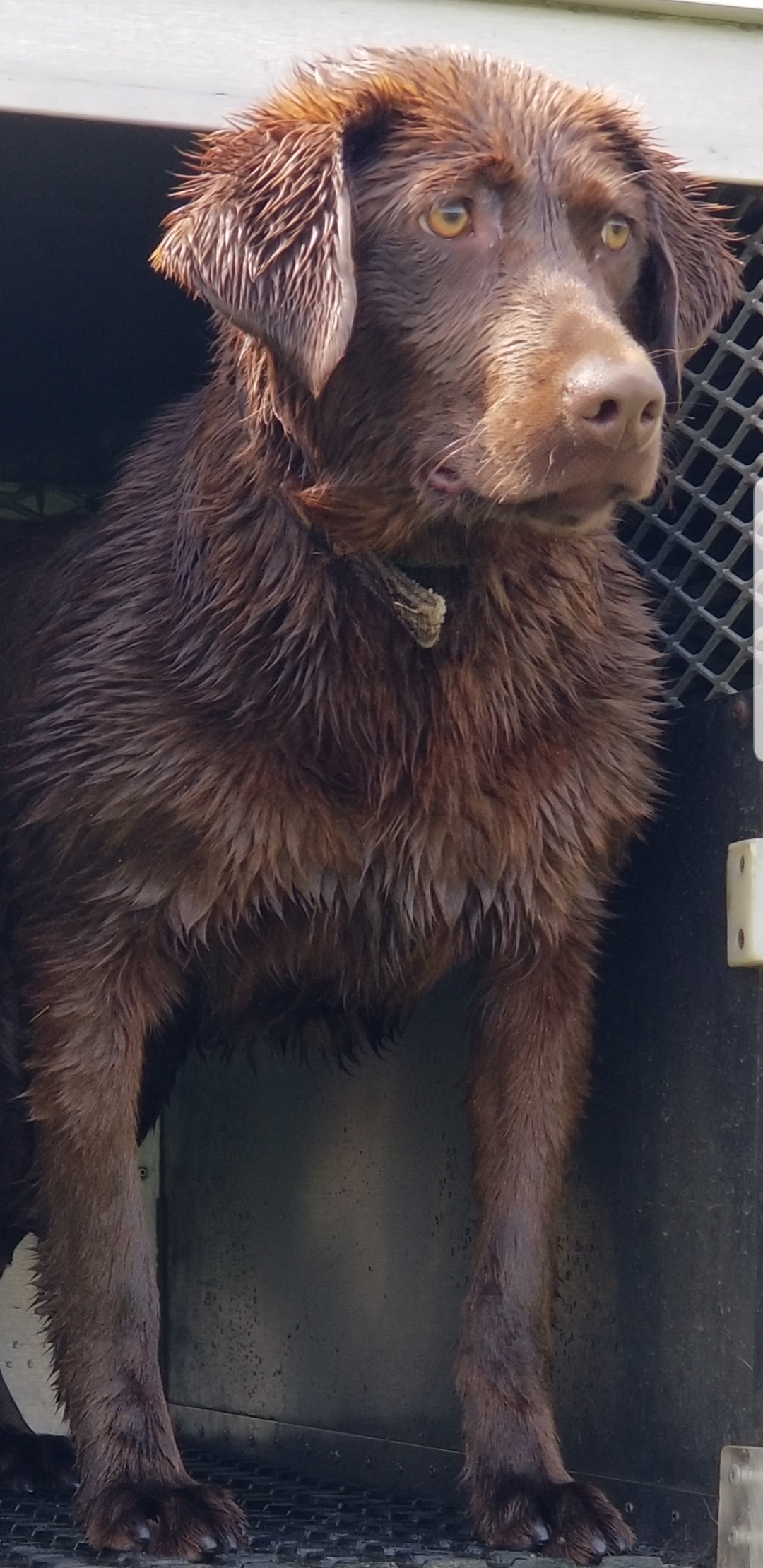 New York Gun Dogs " Tootsie" | Chocolate Labrador Retriver