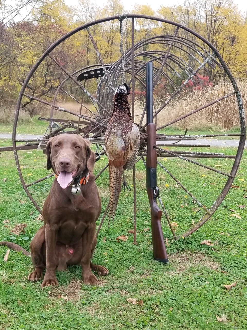 Pheasant Row BluE For Myles | Chocolate Labrador Retriver