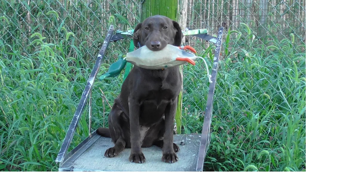 Pheasant Row " Don't Slip Me A Mikki" | Chocolate Labrador Retriver