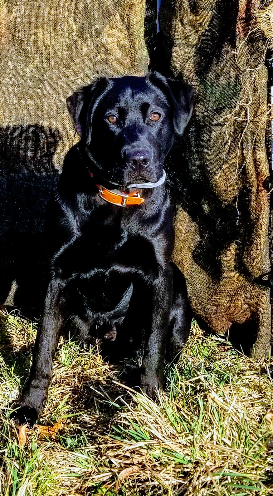 Crew | Black Labrador Retriver