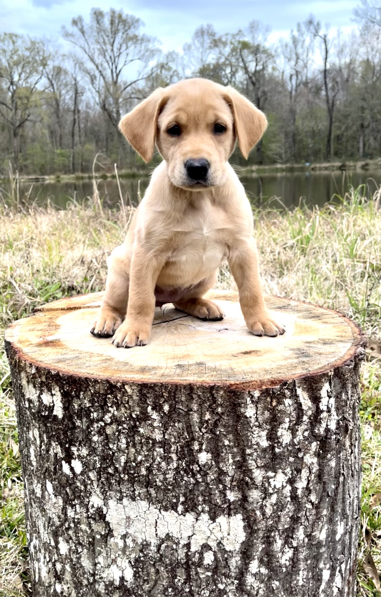 Trahan Magnolia Dixie On The Delta | Yellow Labrador Retriver