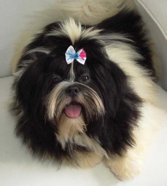 Yoko JingJing Chalu II Hollyki | Lhasa Apso 