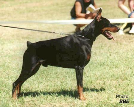 Rui Manuel del Rio Bianco | Black Doberman Pinscher