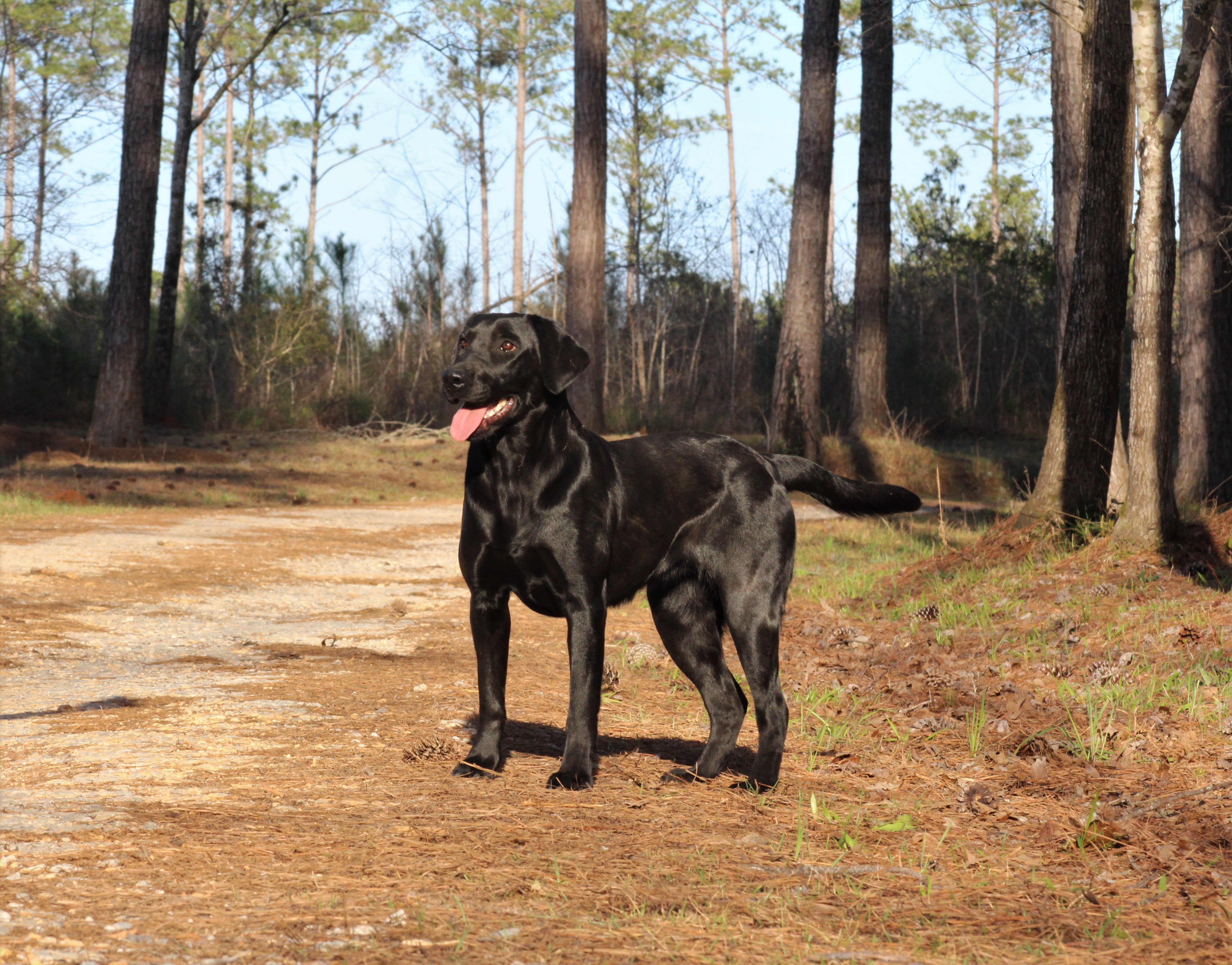 Long Creek's Chevy Nova | Black Labrador Retriver