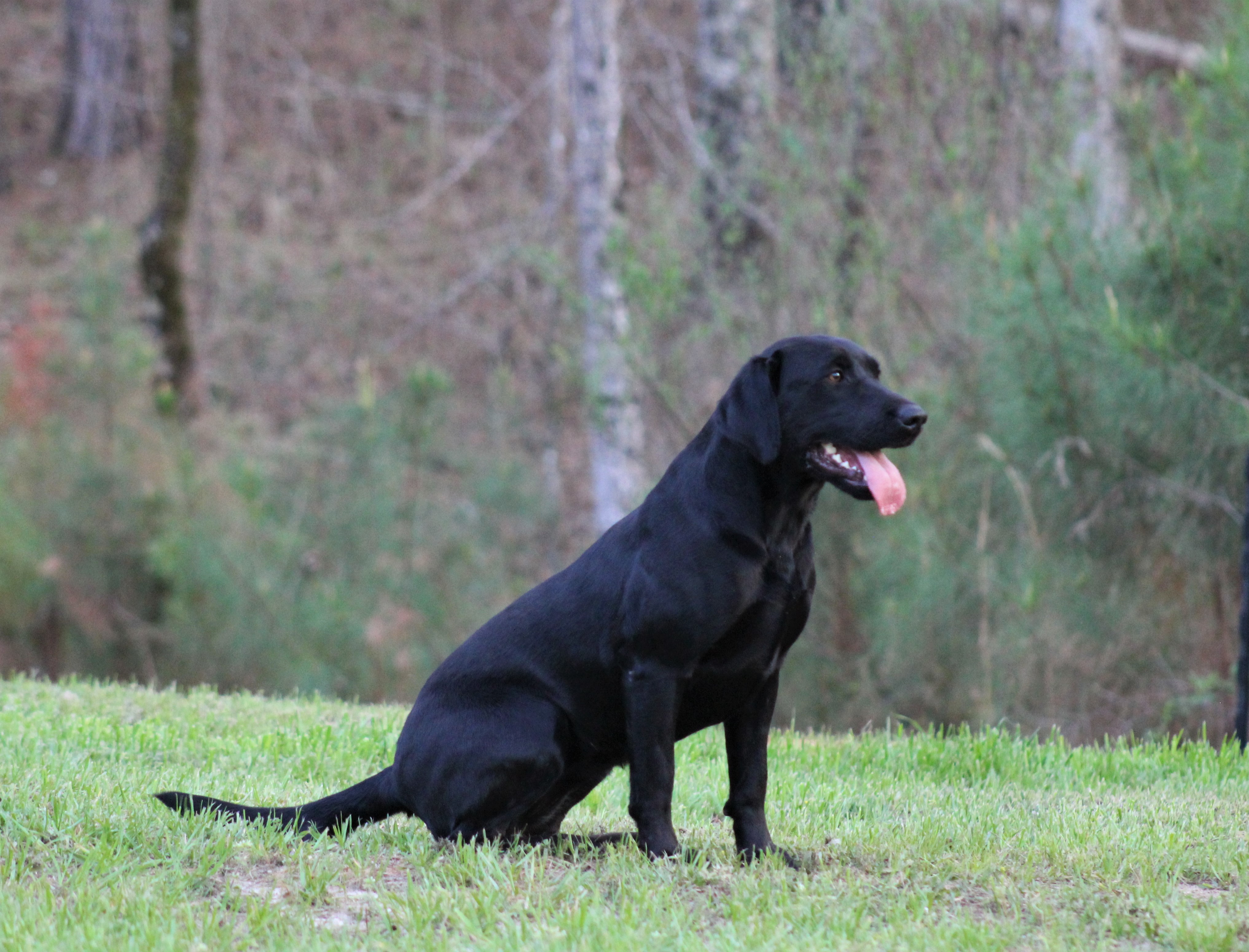 Long Creek Hurricane Sally | Black Labrador Retriver